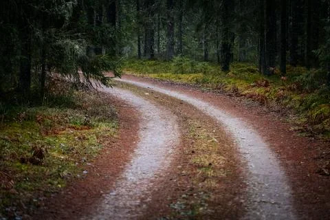 Winding dirt path through a lush green forest, surrounded by tall trees and.. Stock Photos