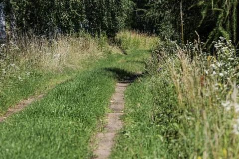 A winding dirt path through lush green grass and wildflowers on a sunny day Stock Photos