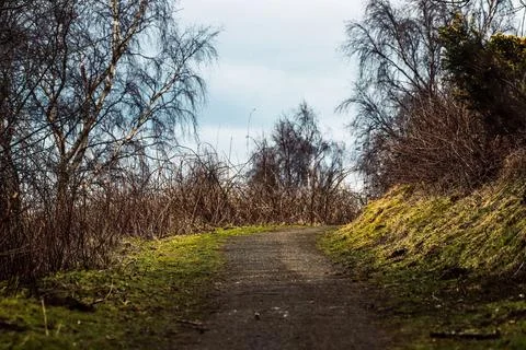 Winding dirt path through a parched and desolate woodland Stockfoto's
