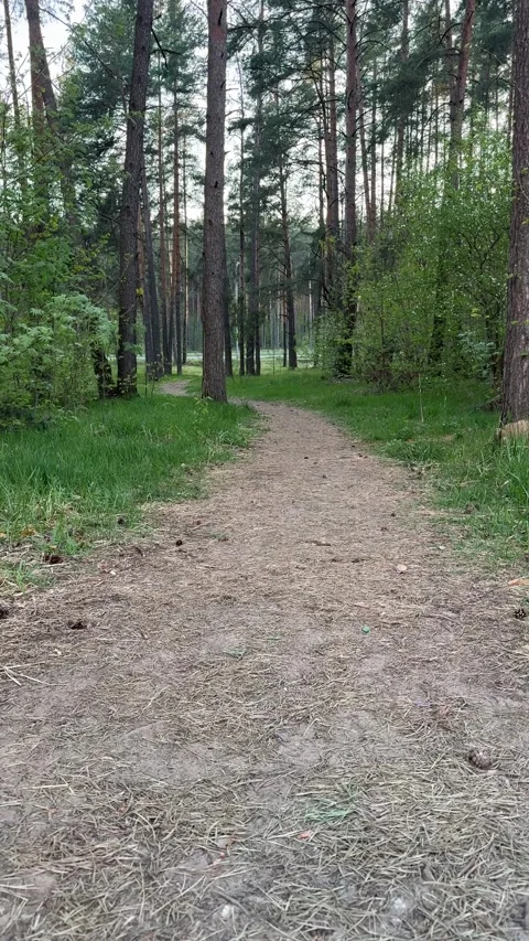 A winding dirt path through a pine forest Stock Footage 334628819