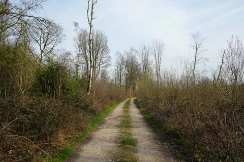 Winding Dirt Path Through Serene Early Spring Woodland Barlow, North East Stock Photos