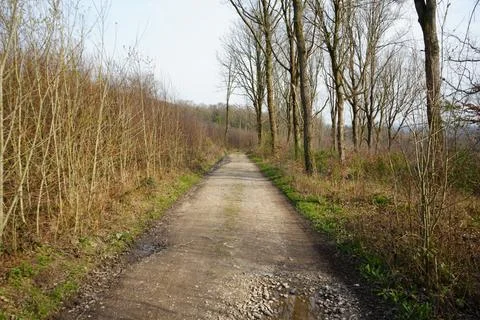 Winding Dirt Path Through Tranquil Woodland Forest, Barlow, North East Fotos de archivo