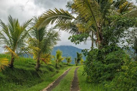 Winding Dirt Path Through Tropical Palm Plantation Stock Photos