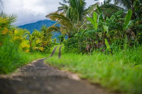 Winding Dirt Path Through Tropical Palm Plantation Stock Photos
