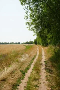 Winding Dirt Path Through Wheat Fields And Green Trees, Farndon, Stock-Fotos