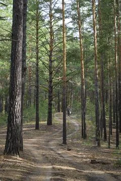 Winding dirt road between trees in a pine forest Stock Photos