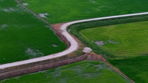 Winding dirt road cuts through vibrant green rice fields Stock Footage 339847534