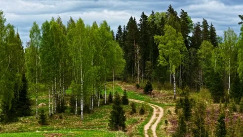 Winding dirt road passing through a forest of birch and evergreen trees in Stock Footage 337792057
