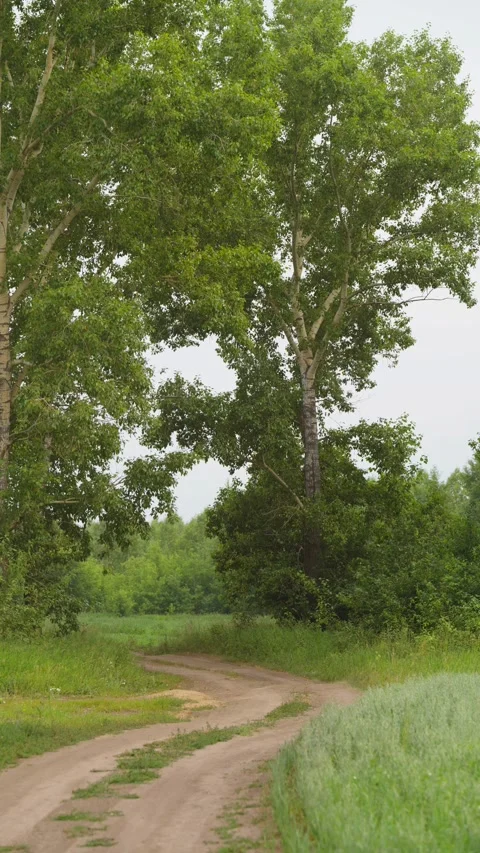 Winding dirt road running through green trees and summer field Stock Footage 338199916
