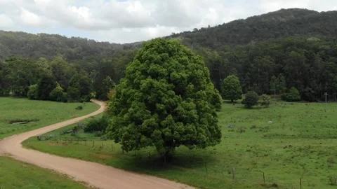 Winding dirt road through green countryside, Argents Hill, Australia. Vertigo Stock Footage 301628672