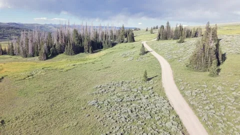 Winding Dirt Road through Green Uinta Mountain Forest Stock Footage 339494656