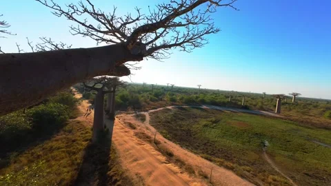 Winding dirt roads meander through towering baobab trees in Madagascar, with 스톡 동영상 308423764