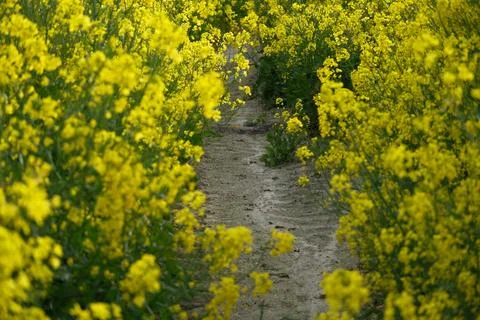 Winding dirt track between dense flowering rapeseed plants Stock Photos