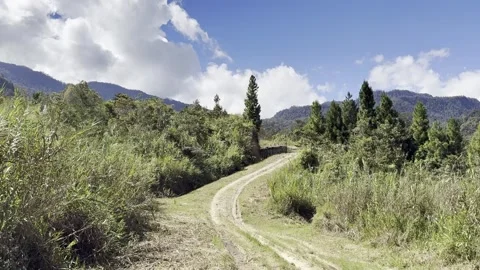 Winding Dirt Track Through Pine Trees and Grassland, Wamena Papua 스톡 동영상 346343306