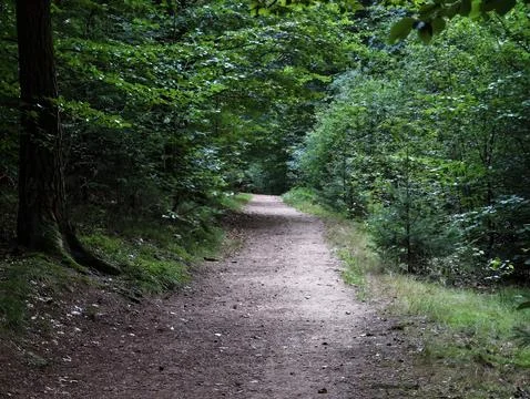 Winding dirt trail through dense green forest canopy, shaded by lush leaves, sun Stock Photos