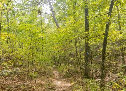 Winding dirt trail through dense green forest with blue trail marker Stock Photos