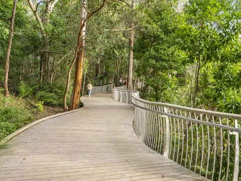 Winding elevated boardwalk surrounded by dense tropical forest with tall tree Stock Photos