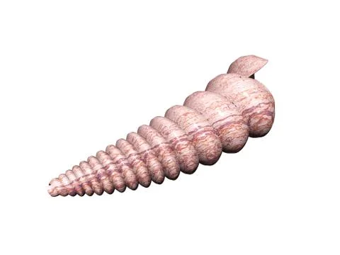 Winding elongated stone snail shells Stock Illustration