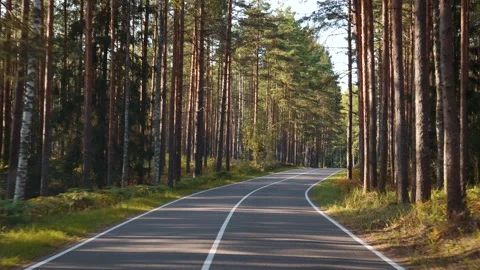 Winding empty curved road meandering through a lush pine forest at summer Video stock 285760244