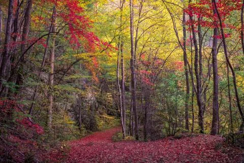 Winding Foot Path Coursing Through Fall Colors Stock Photos