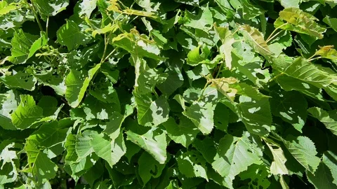 Winding Stock Footage 96298479