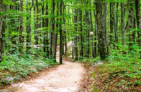 Winding Footpath through a Green Beech Forest in Plitvice Lakes, Croatia 写真素材
