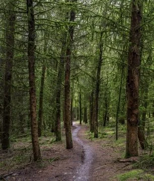 Winding Footpath through Green Forest of Trees covered in green moss. Stock Photos