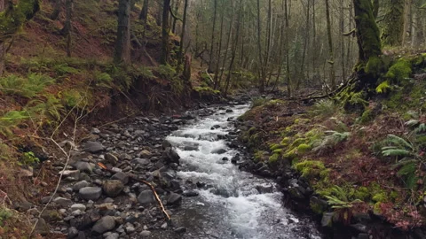 Winding Forest Creek Through Floodplain with Broken Trees Stock Footage 337902496