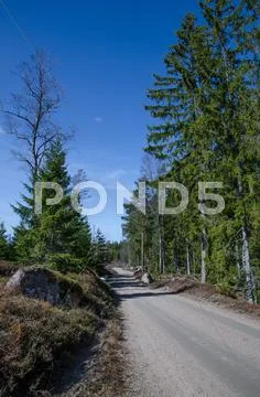 Winding forest dirtoad Stock Photos