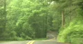 Winding Forest HD Footage
