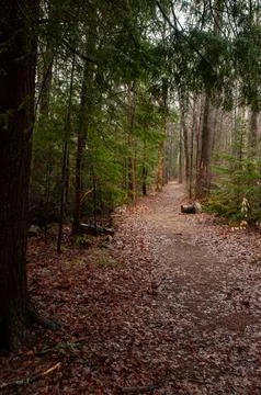 A winding forest path covered in brown fallen leaves in autumn Stock Photos