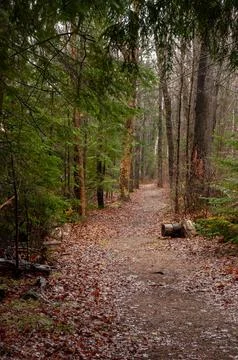 A winding forest path covered in brown fallen leaves in autumn Foto stock