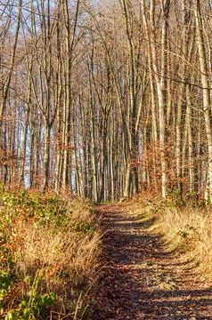A winding forest path covered in fallen leaves leads through tall, bare tre.. Stock Photos
