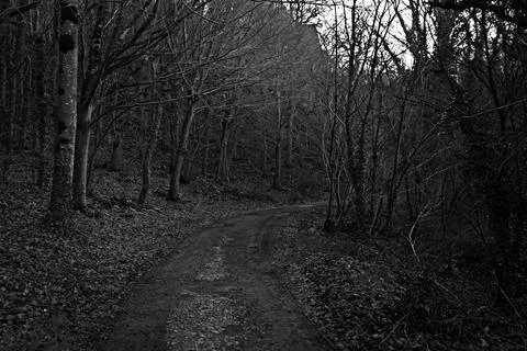 Winding Forest Path Covered in Leaves and Bare Trees Stock Photos