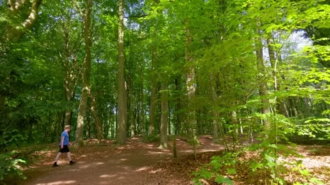Winding Forest Path with Dappled Sunlight Through Tall Green Trees in Vídeo Stock 338440488