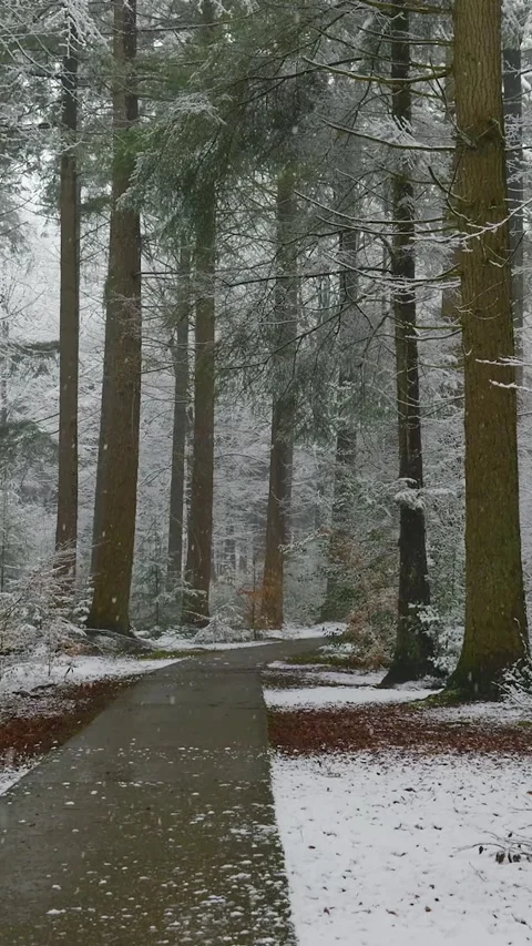 Winding forest path during winter snowfall Stock Footage 327114651