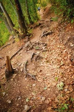 Winding Forest Path with Exposed Roots Foto stock