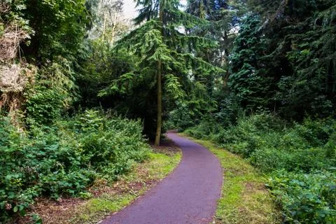 Winding Forest Path Stock Photos