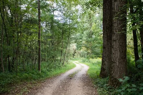 Winding Forest Path Foto stock