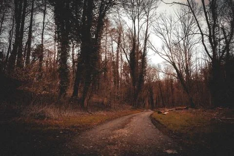 Winding Forest Path Stock Photos