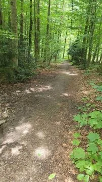 Winding Forest Path Stock Photos
