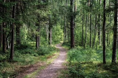 Winding forest path. Stock Photos