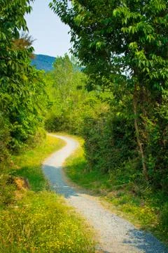 A winding forest path running through trees and shrubs Stock Photos