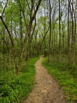 Winding Forest Path in Spring Light Foto stock