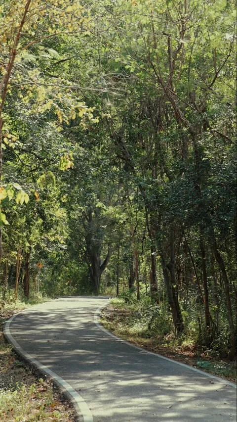 Winding forest path surrounded by lush green trees, serene woodland Vídeos de archivo 303819958