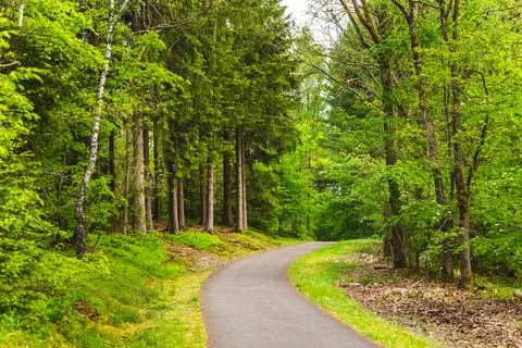 Winding Forest Path Through Lush Greenery Stock Photos