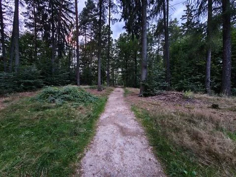 Winding forest path through tall pine trees at dusk with sunlight filtering Stock Photos