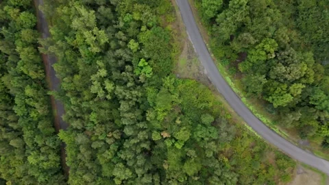 Winding Forest Path Top Down Aerial Over Green Woodland 動画素材 341671095