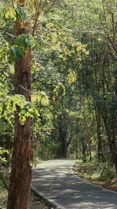 Winding forest path under dappled sunlight with lush green foliage Stock Footage 303822561