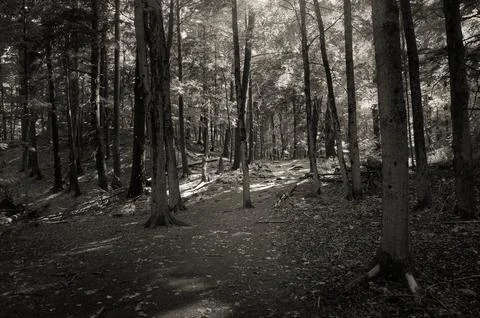 Winding forest path walkway heading from darkness to a bright spot with green Stock Photos
